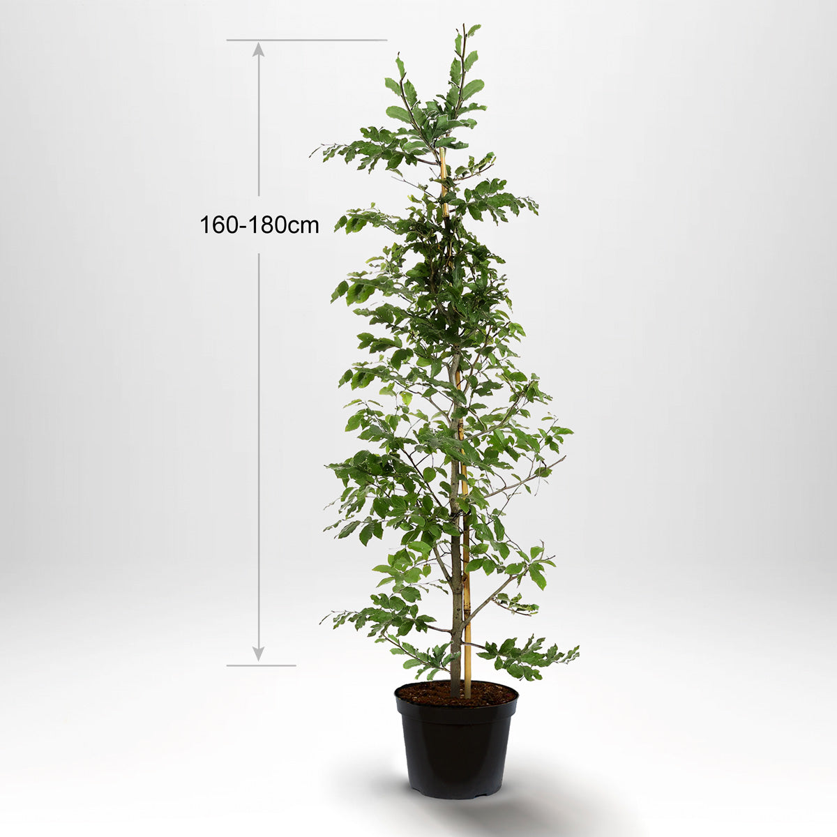 Bøk, Pottedyrket, 160-180 cm med støtte, Co 10